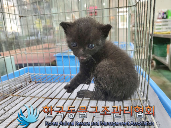 종료(입양) 한국 …