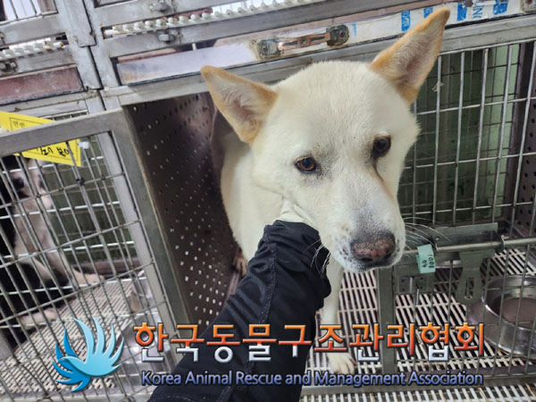 한국동물구조관리협회_441398202300385