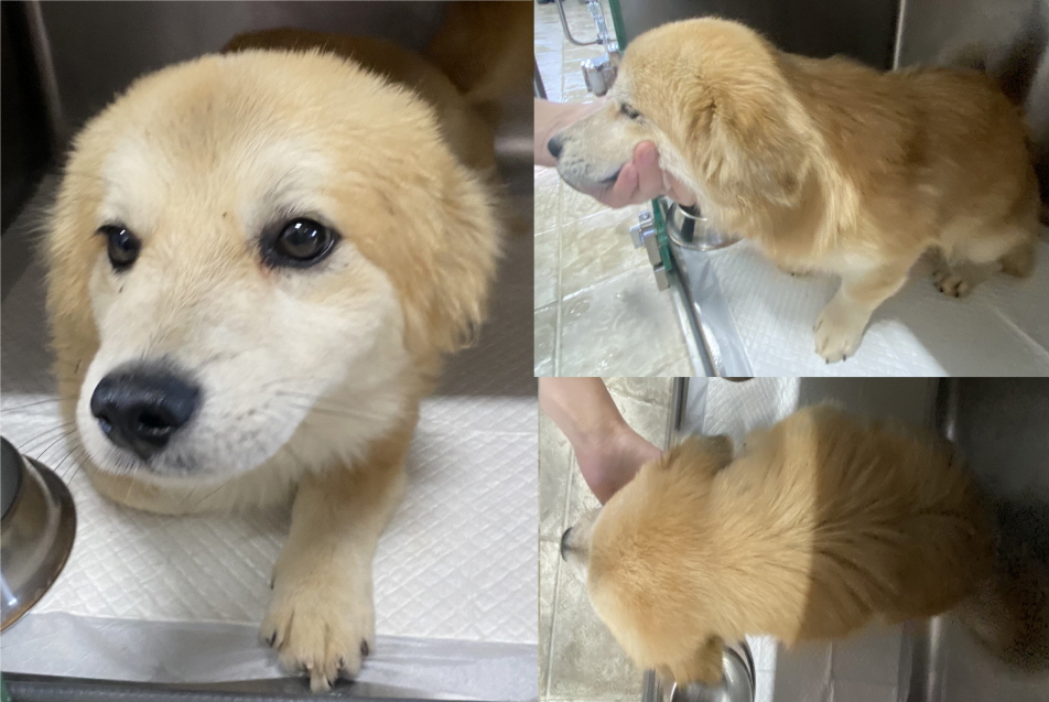 서산시 동물보호센터_444453202300825