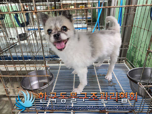 한국동물구조관리협회_441398202300386