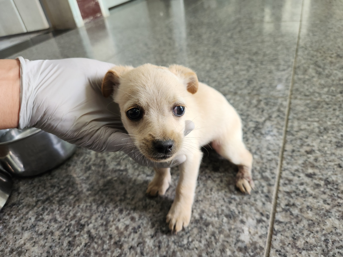 광주 동물보호소_429363202301039