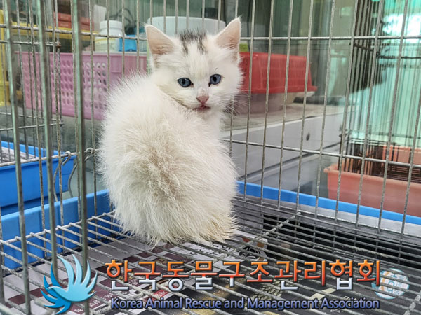 종료(입양) 한국 …