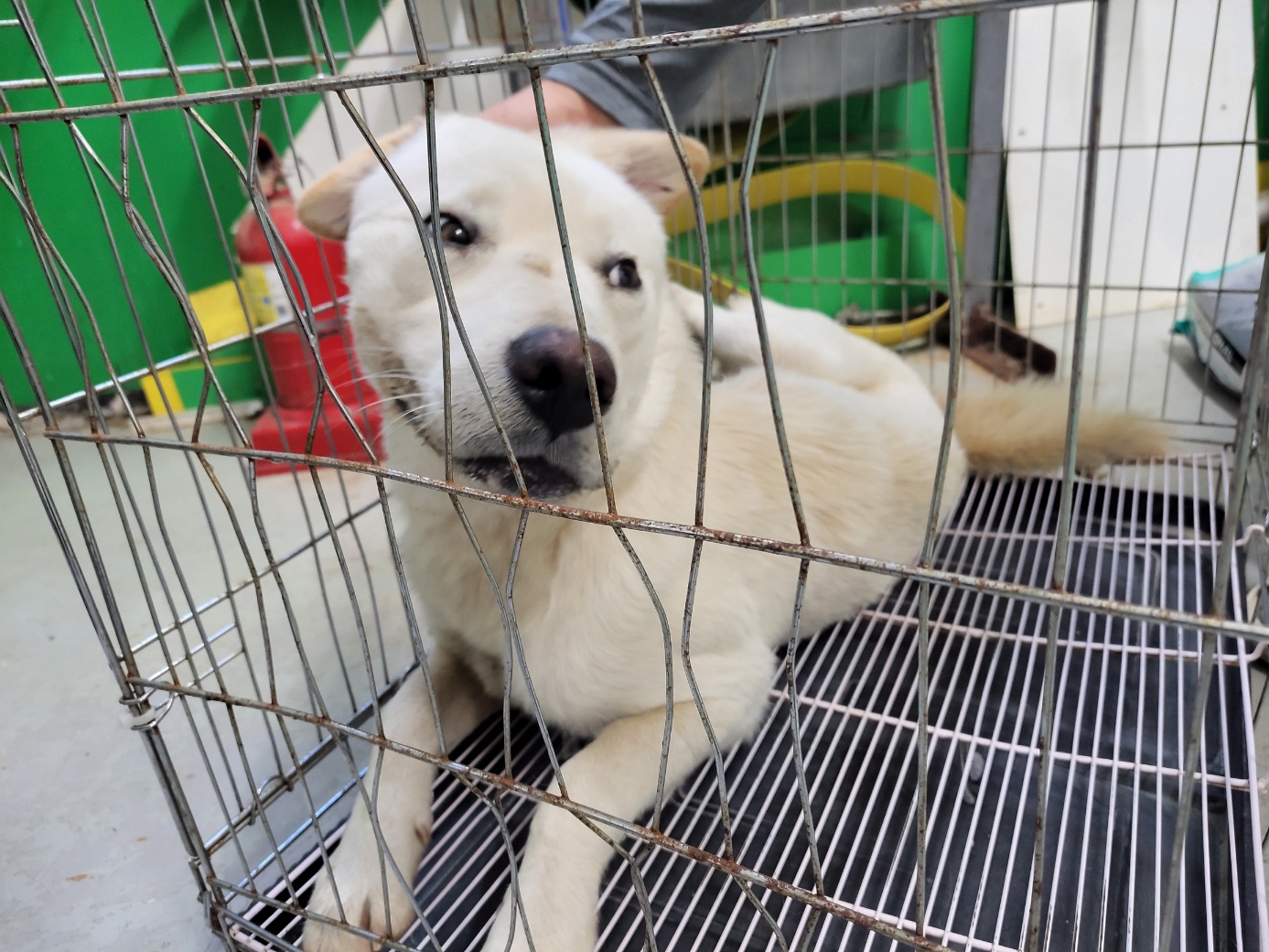 고양시동물보호센터_441394202302065