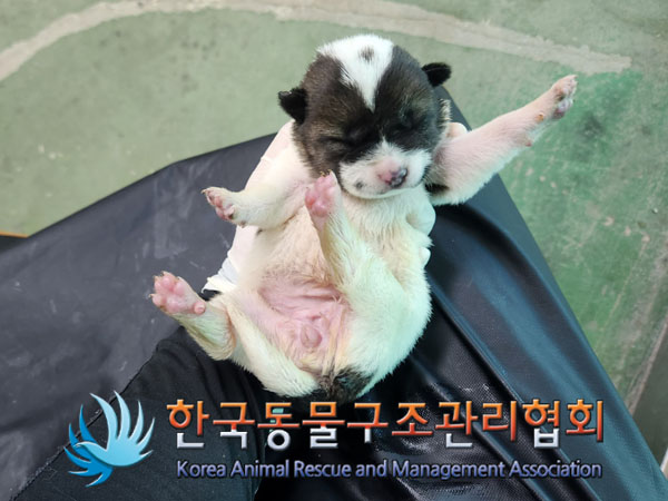 종료(안락사) 믹스…