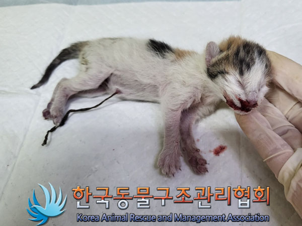 한국동물구조관리협회_411301202300527