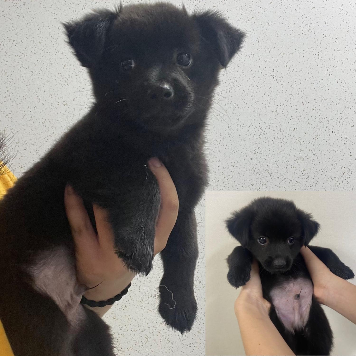 강릉시 동물사랑센터_442420202300594