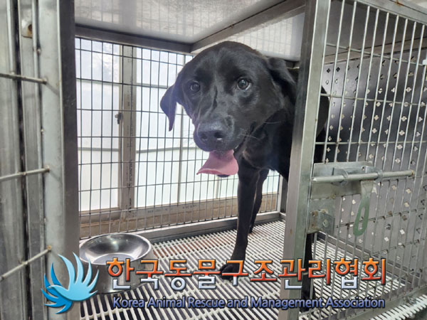 종료(안락사) 라브…