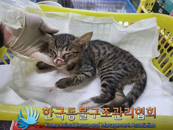 한국동물구조관리협회_411305202300484