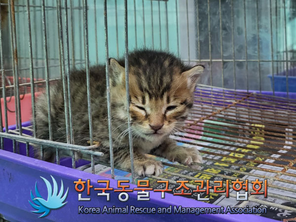 한국동물구조관리협회_411307202300398