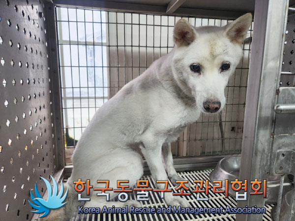 한국동물구조관리협회_411318202300434