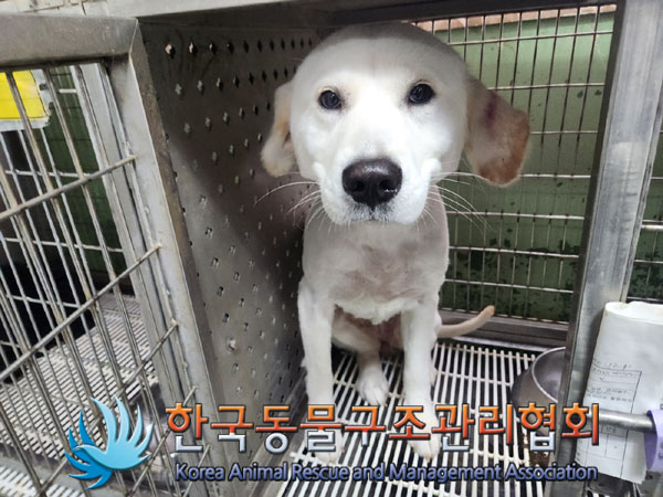 한국동물구조관리협회_411324202300513