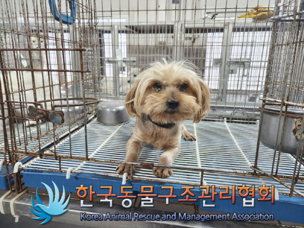 한국동물구조관리협회_441560202301339