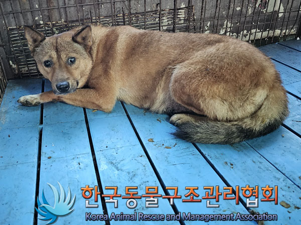 한국동물구조관리협회_411309202300405