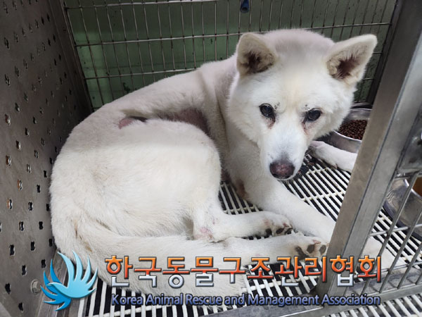 종료(반환) 믹스견…