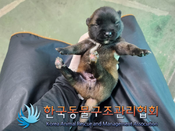 종료(자연사) 믹스…