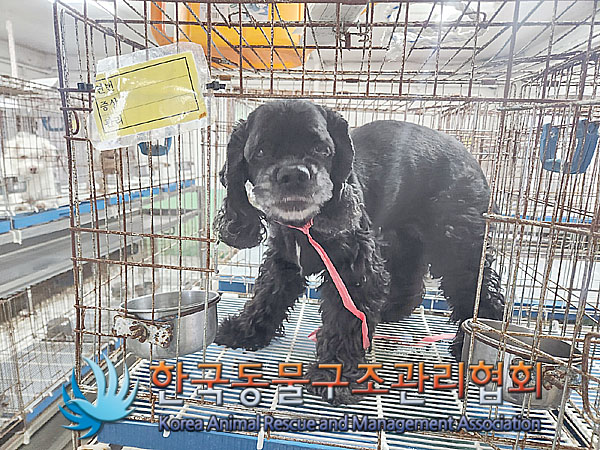 한국동물구조관리협회_411322202300674
