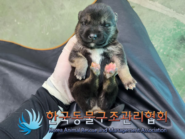 종료(자연사) 믹스…