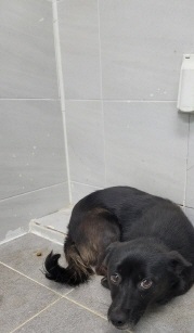 영천유기동물보호센터_447510202300391