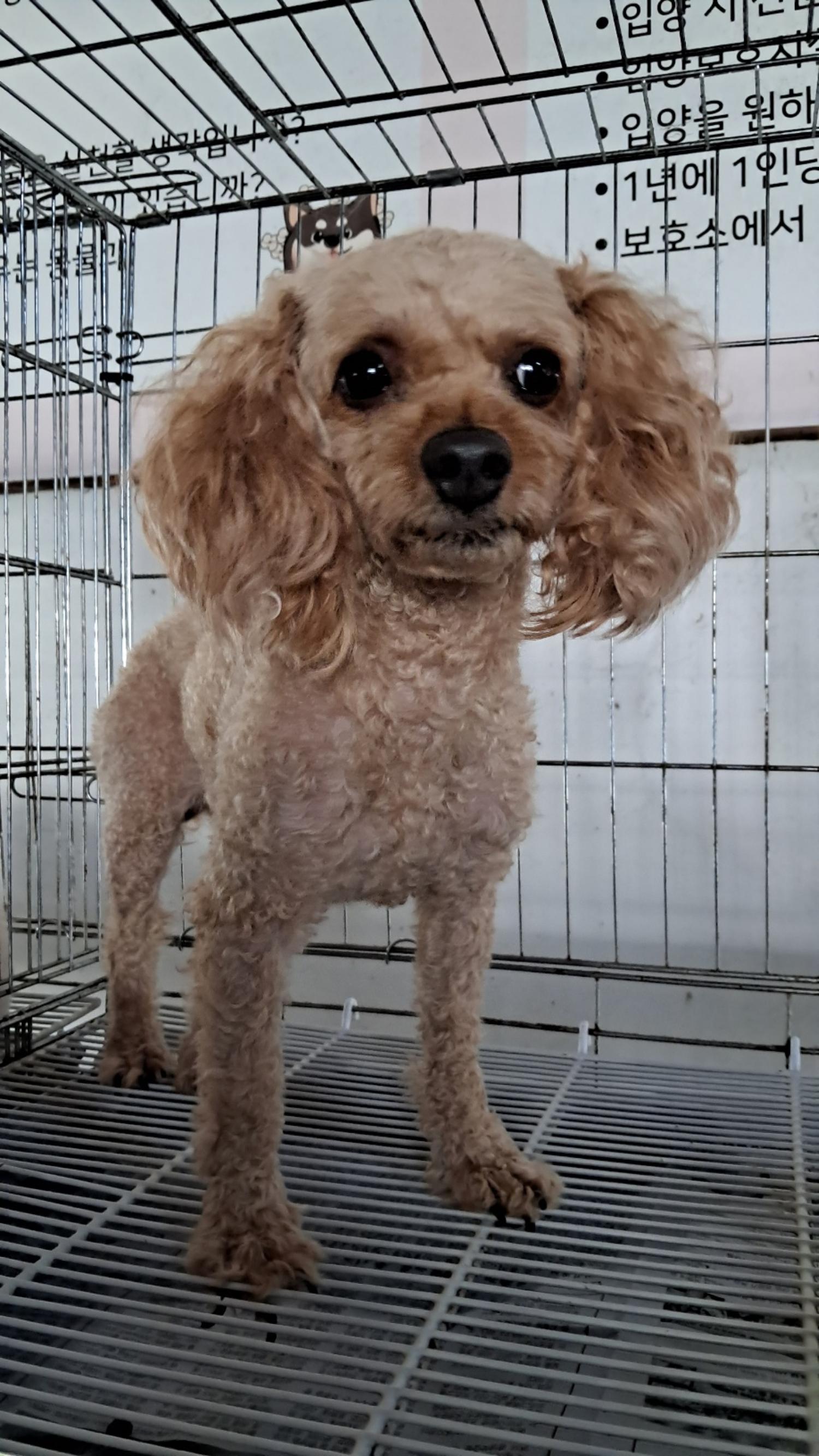 목포시유기동물보호소_446480202301372