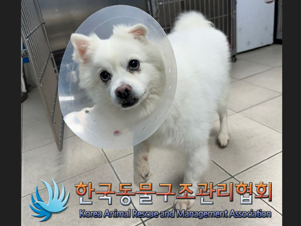 보호중 스피츠의 가…