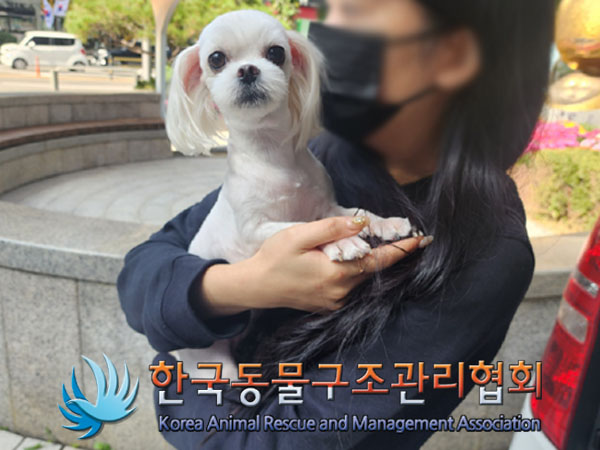종료(반환) 말티즈…