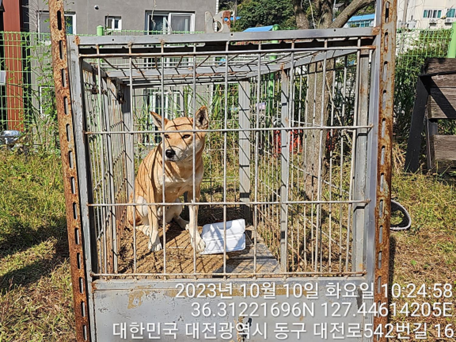 대전동물보호센터_430364202300322