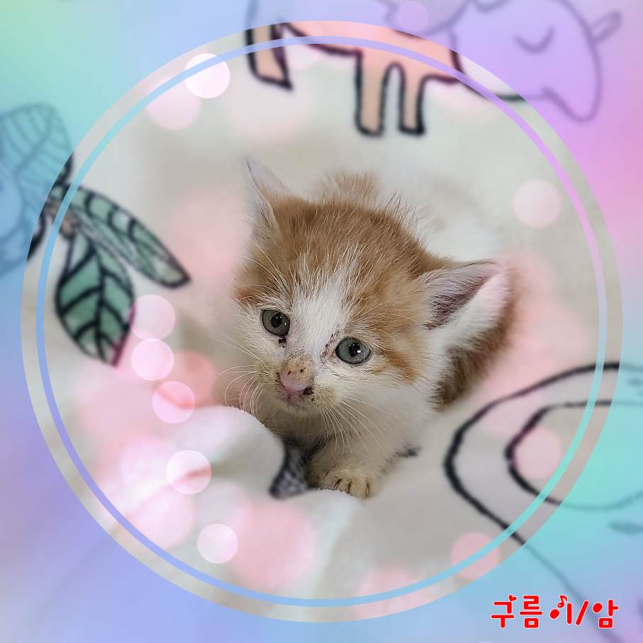 군산유기동물보호센터_445467202301989