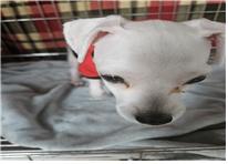 (사)유기동물및동물보호관리협회_426339202300327