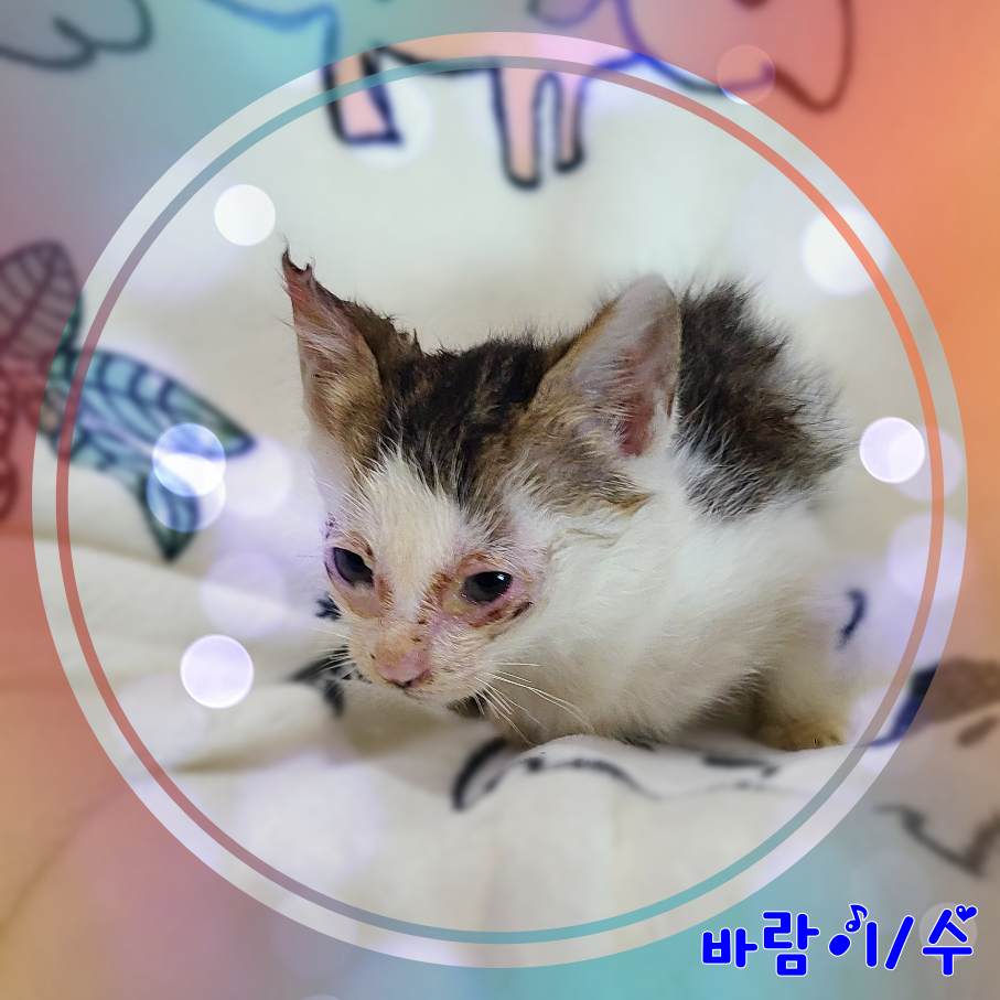 군산유기동물보호센터_445467202301988