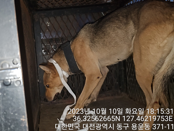 대전동물보호센터_430364202300324