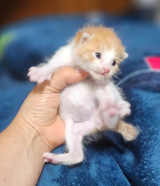 보호중 한국 고양이…