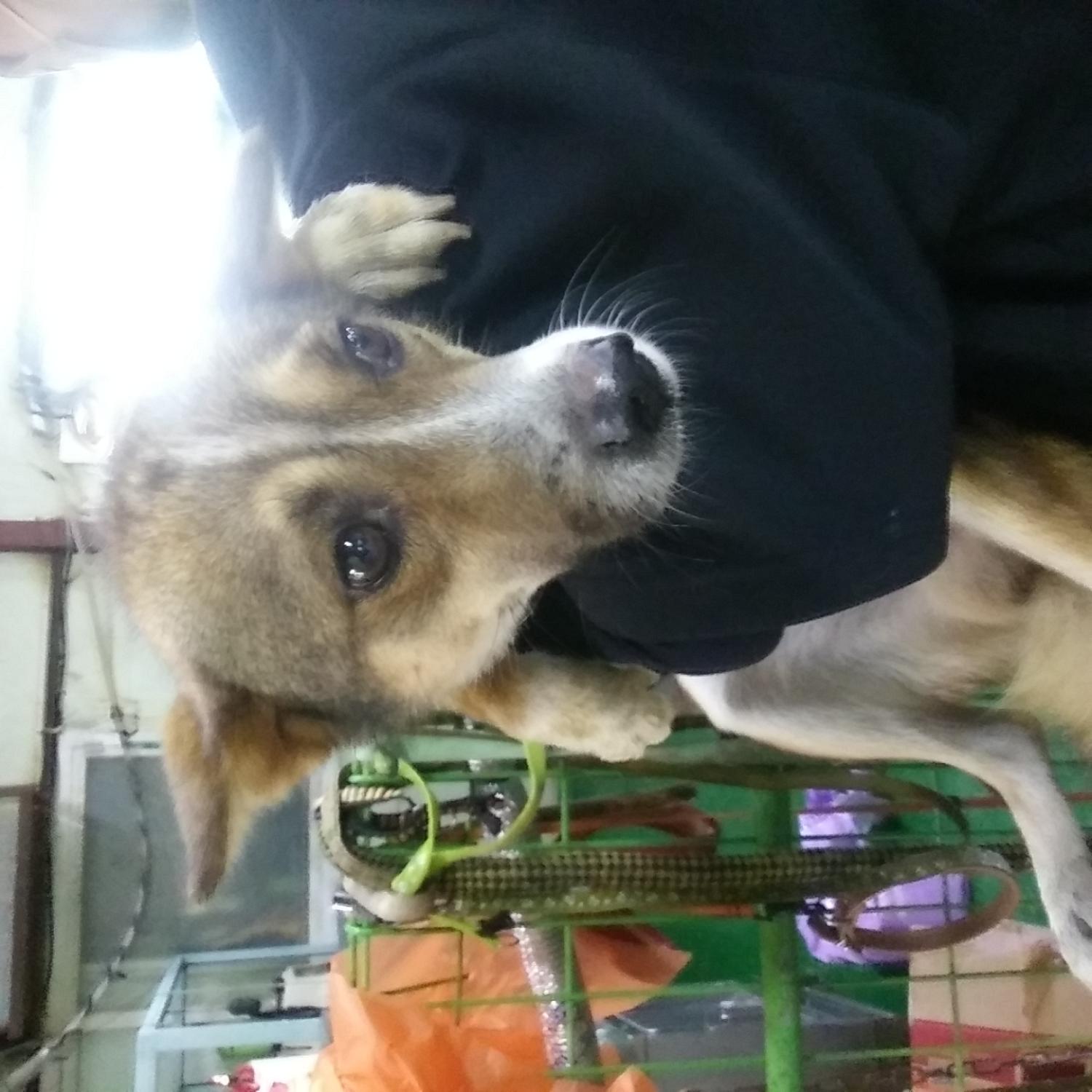 보호중 믹스견의 가…