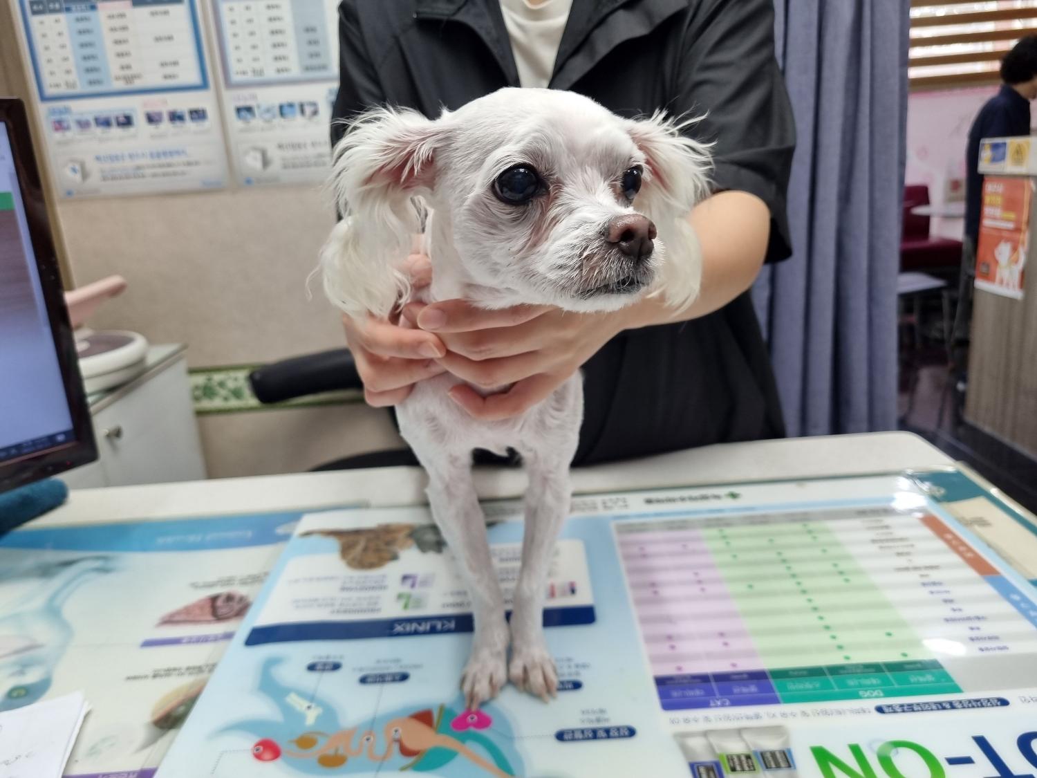 종료(반환) 말티즈…