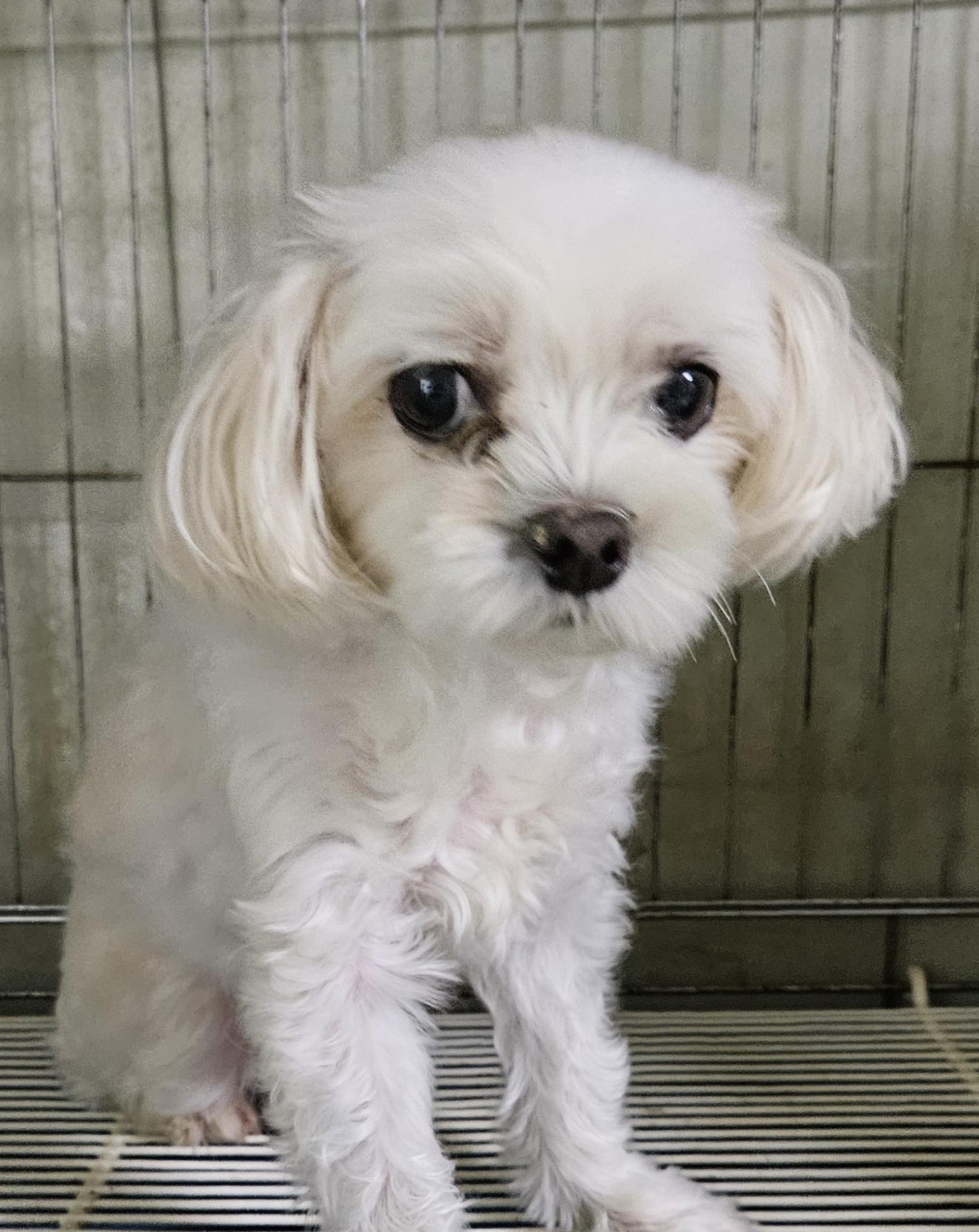 대구유기동물보호협회_427345202300741