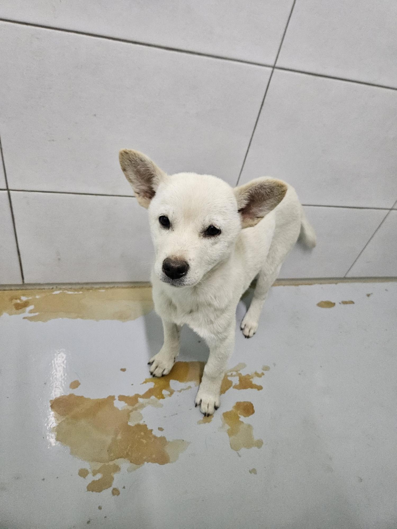 아산동물복지지원센터_444452202301879