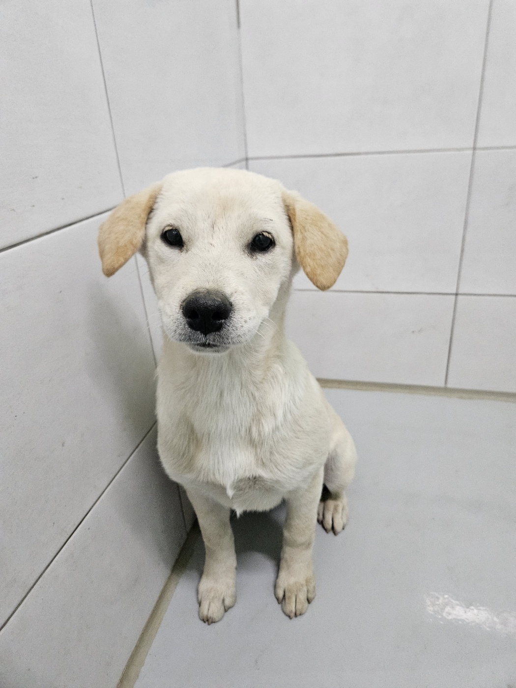아산동물복지지원센터_444452202301878