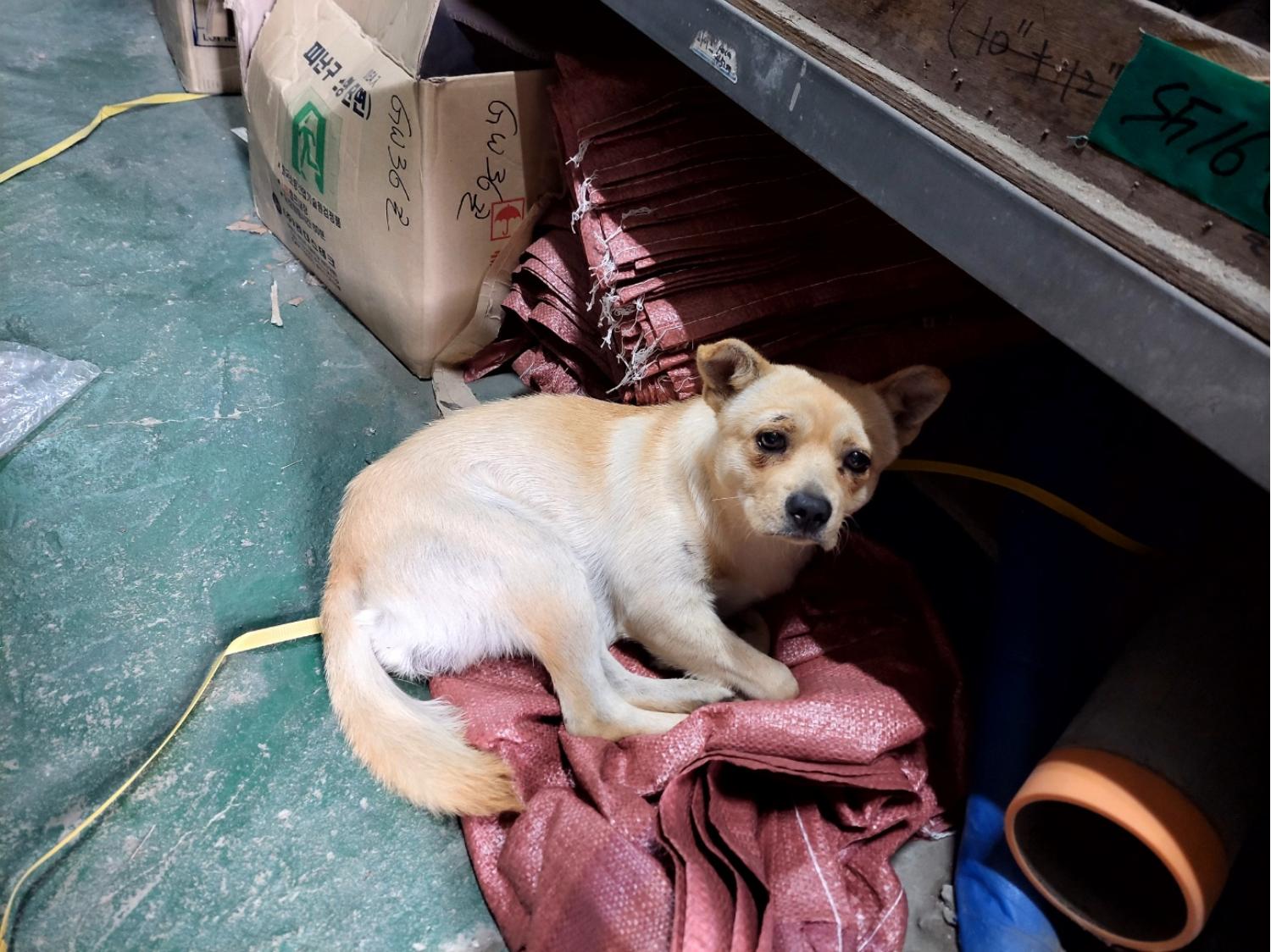 고양시동물보호센터_441394202302071