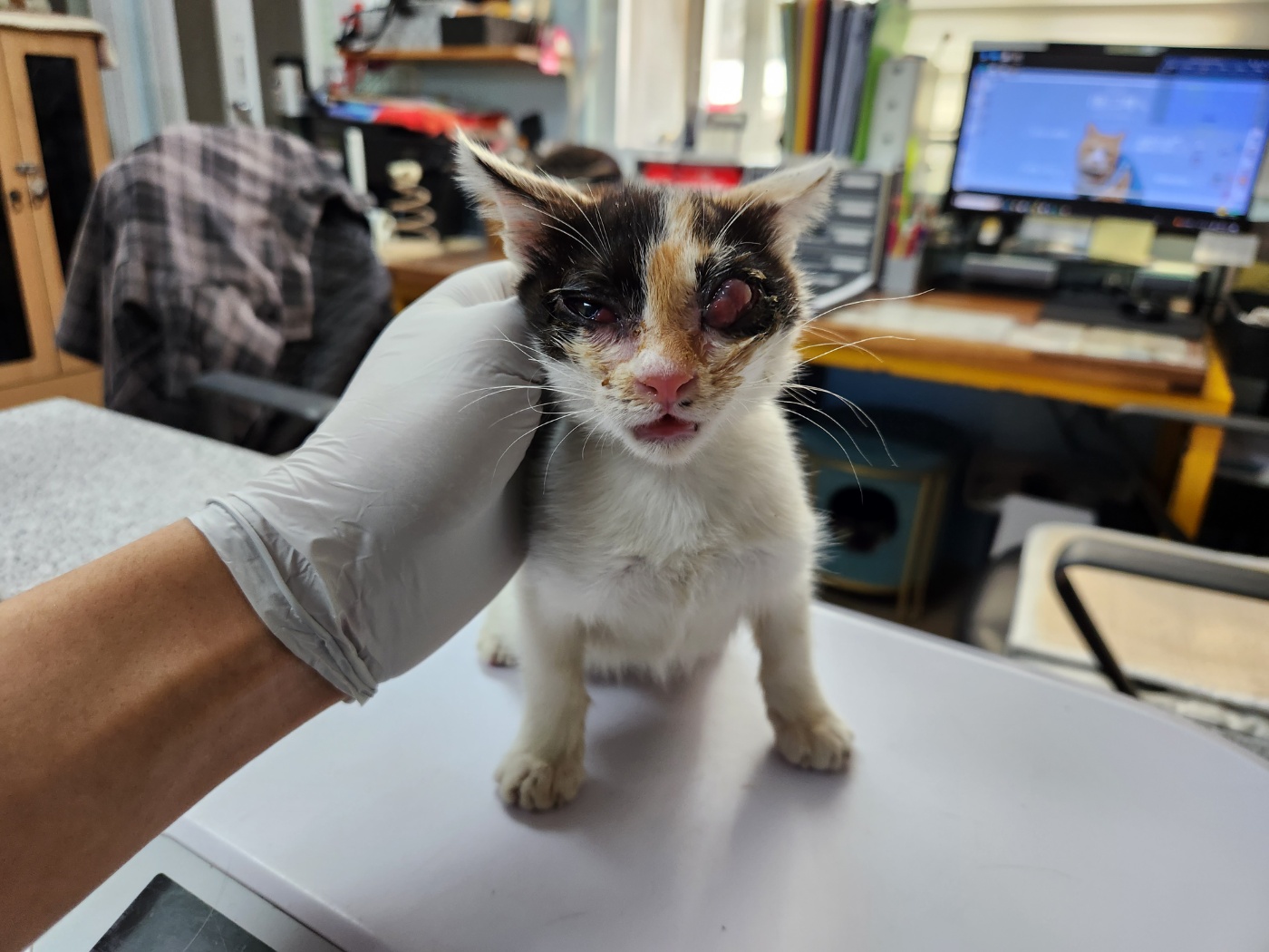 광주 동물보호소_429362202300903