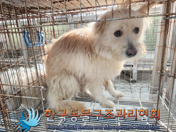 종료(안락사) 믹스…
