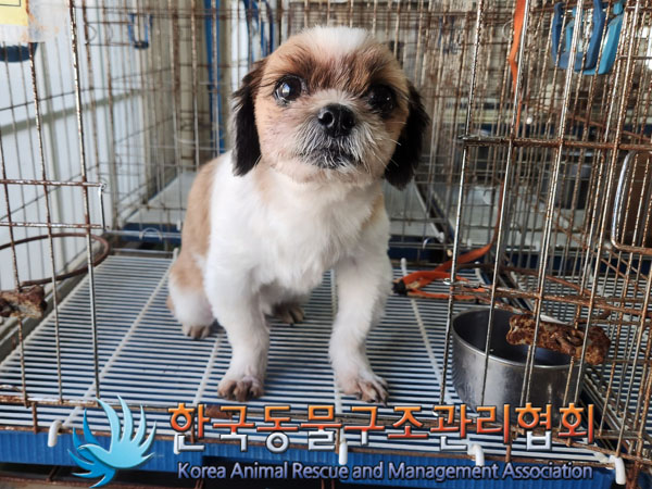 한국동물구조관리협회_411306202300664