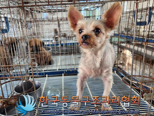 한국동물구조관리협회_411317202300293