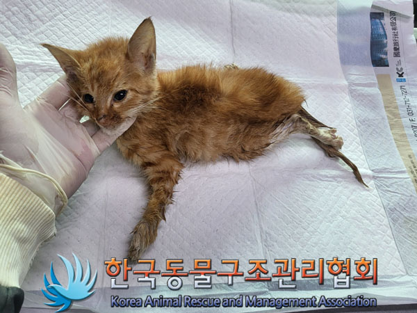한국동물구조관리협회_411307202300400