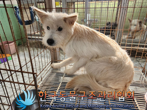 종료(안락사) 믹스…