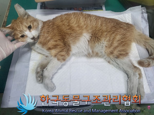 한국동물구조관리협회_411323202300909