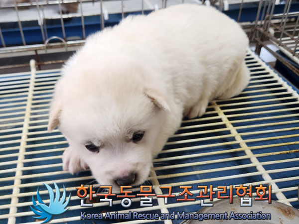 종료(안락사) 믹스…
