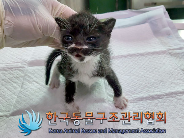 한국동물구조관리협회_411323202300908