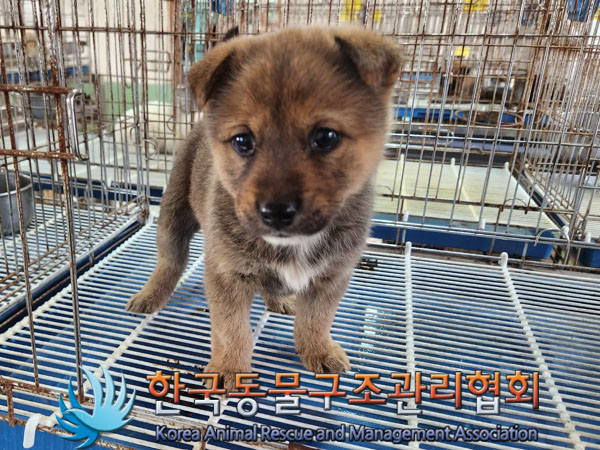 한국동물구조관리협회_441406202301481
