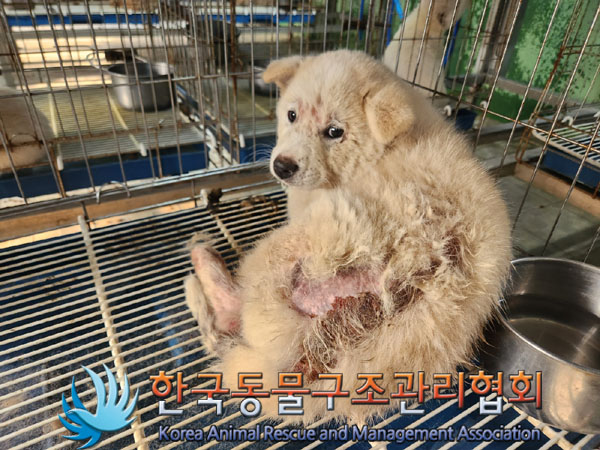종료(입양) 믹스견…