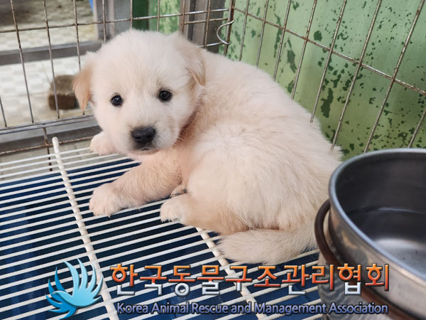 종료(안락사) 믹스…