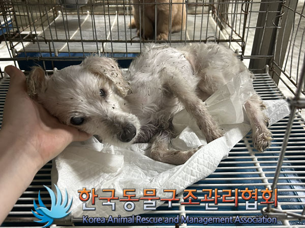 한국동물구조관리협회_441406202301489